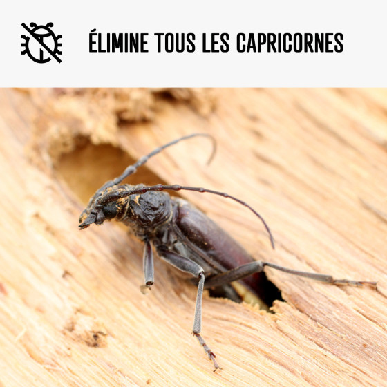 Traitement Capricorne du Bois